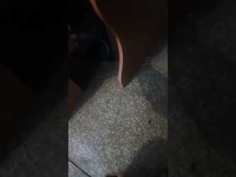 Pioneer Sw110s + sven bf31r(x2) low bass