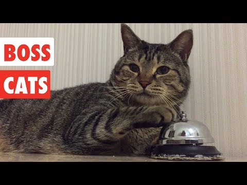 A Compilation of Bossy Cats