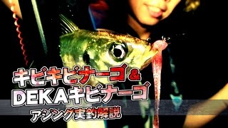 キビキビナーゴ-アジング実釣解説