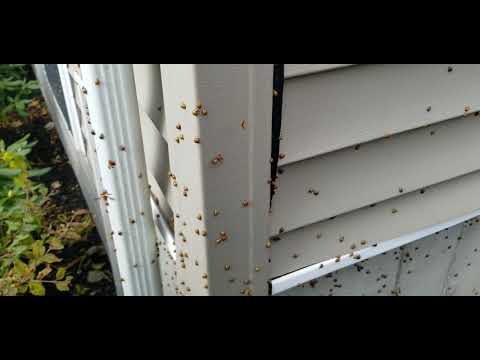 Lady Bug Swarm Thousands of Ladybugs!!!