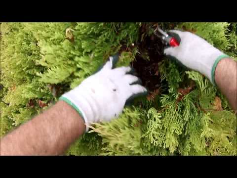 HOW TO: Prune Rheingold Arborvitae with a natural look