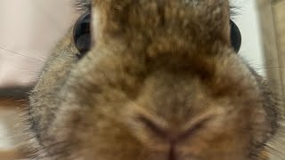走るよ走る。うさぎは走る