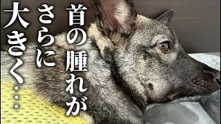 【保護犬】首の腫れが悪化…。急いで病院へ