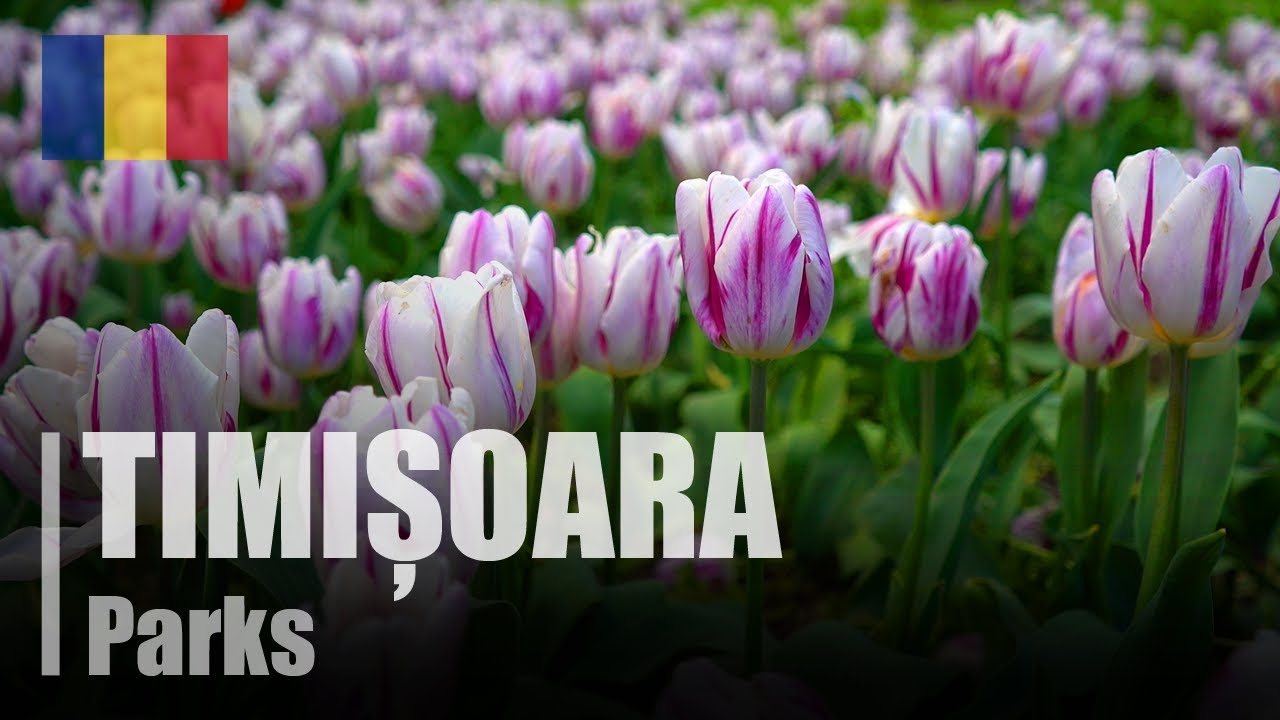 Parks of Timișoara: lots of flowers and many activities | Romania 🇷🇴
