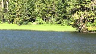 Loon calling in Alaska with Bald Eagle flying overhead