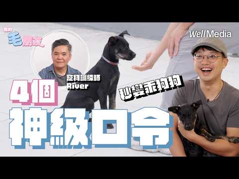 狗狗不聽話？掌握這四個神級口令 讓毛小孩變成乖寶寶【我的毛朋友】