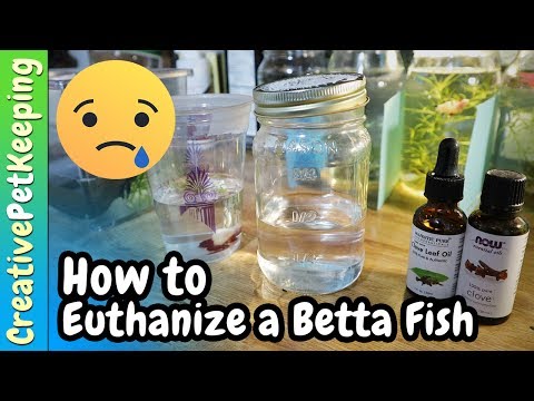 YouTube video about: How to euthanize a betta fish without clove oil?