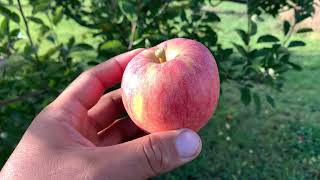 Kidd’s Orange Red Apple Tasting