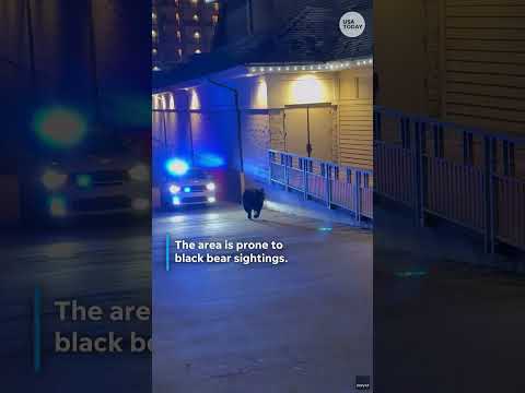 Bear on the run: Watch police chase after furry bandit in Gatlinburg