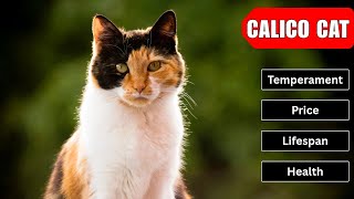 Calico Cat | Temperament, Price, Lifespan & Health