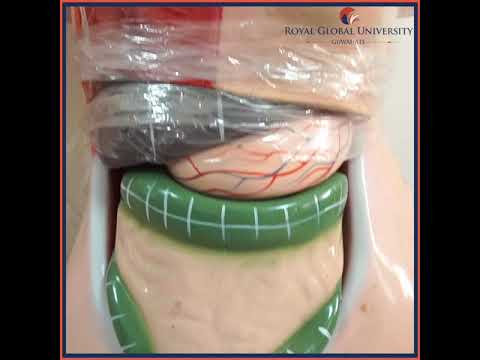 Royal Global University Guwahati General video thumbnail 14