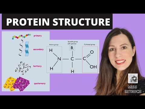 PROTEIN STRUCTURE- Amino acid structures. Primary, secondary, tertiary and quaternary proteins