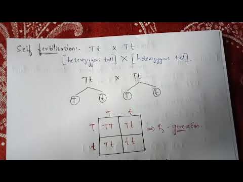 POINT MUTATION BY PHANINDRA GUPTHA