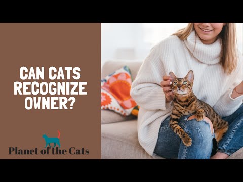 Can Cats Recognize Owner? - YouTube