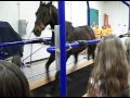 Horse On Treadmill