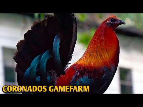 Penny Hatch Grey Yellow leg hatch - CORONADOS FARM