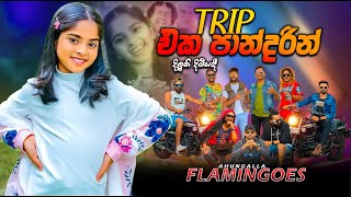 Download lagu Trip Eka Pandarin | Dinuli Damsandi | Ahungalla Flamingoes mp3 Download lagu Trip Eka Pandarin | Dinuli Damsandi | Ahungalla Flamingoes mp3