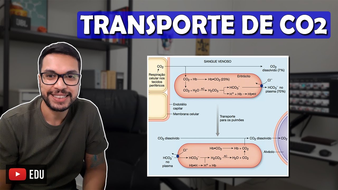 TRANSPORTE DE CO2 PELO SANGUE [Respiratório 14]