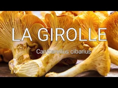 , title : 'GIROLLES Cantharellus cibarius fungi'