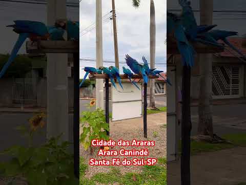 Santa Fé do Sul Capital das Araras Canindé #santafedosul #araras #sp #saopaulo #tour #natal #like