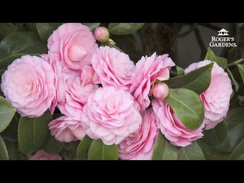 Gardening 101 Series | How to Plant & Maintain a Camellia