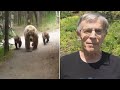 Hiker Records Video As Mama Bear And Cubs Follow Him Along Trail