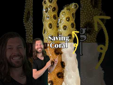 Bringing dead coral back to life!