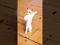 The Cat Is Dancing On KACHA BADAM Song Shorts Viral Catdance Kachabadamsong