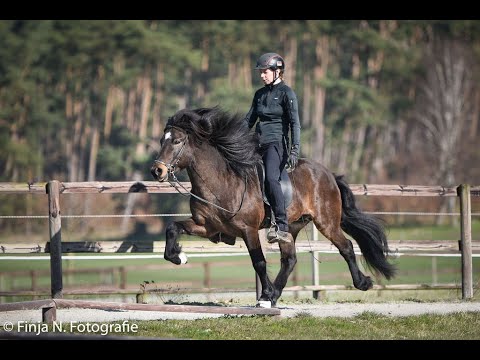 Trainingsimpressionen Myrkvi vom Kronshof