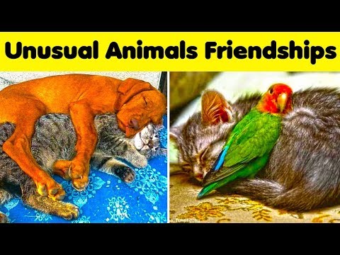 Animals Who Chose a BFF From Other Species