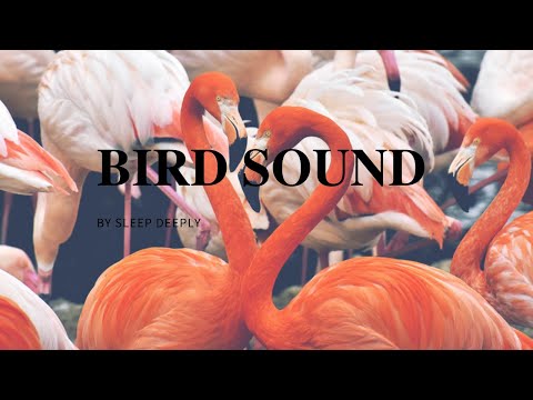 BEST NIGHTINGALE SONG - 3 Hours REALTIME Nightingale Singing, NO LOOP - Birdsong, Birds Chirping