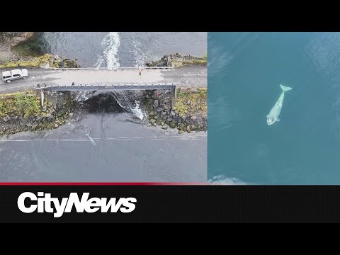 Miraculous Rescue: Orca Calf Freed from Lagoon
