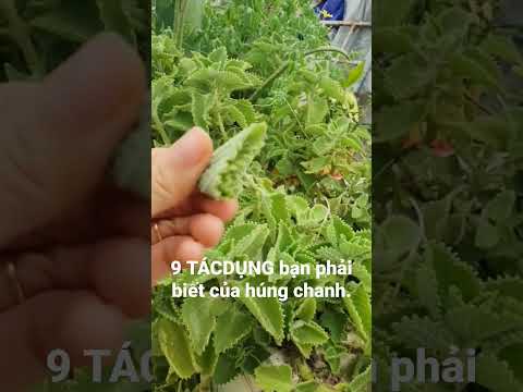 9 tác dụng chữa bệnh tuyệt vời của húng chanh