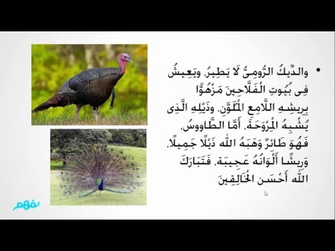 طيور لا تطير - لغة عربية - للصف الرابع الابتدائي - الترم الثاني - المنهج المصري - نفهم