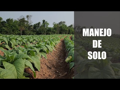 Manejo de solo