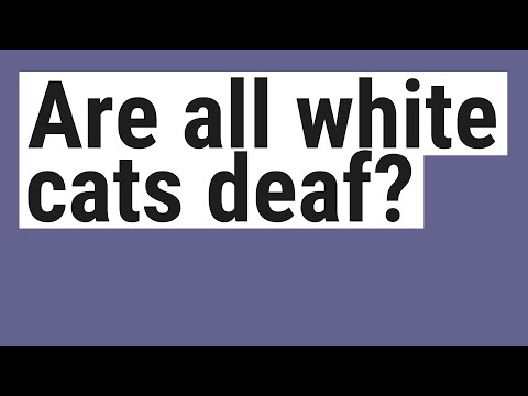 Are all white cats deaf?