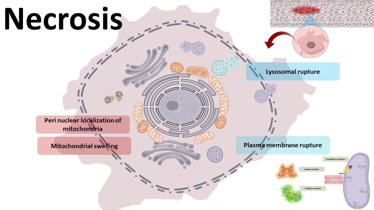 What Does Cellular Mechanism Of Disease Mean EN General