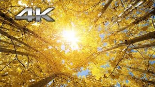 2 HRs 4K: "Fall in the Forest" Nature Relaxation™ Video + Instrumental Music UHD