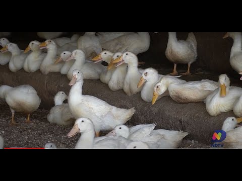 Agro Saúde e Cooperação - Patos e Marrecos