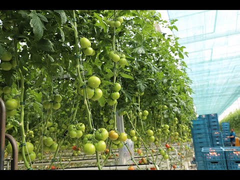 , title : '🍅 Trudności w uprawie pomidorów szklarniowych 🍅  w dobie wysokich kosztów produkcji'
