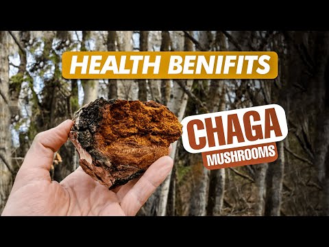 Unlocking the Health Benefits of Chaga Mushrooms