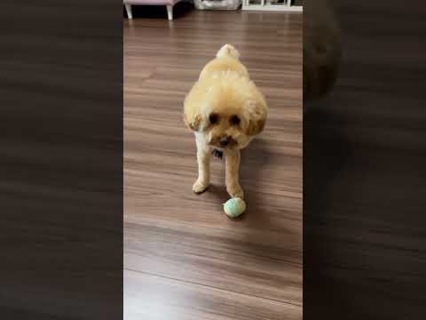 経営学科 トイプードル17ヶ月 #トイプードル #toypoodle #おパンツカット