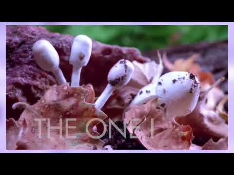 Emilie Nicolas - Higher Love (Official Lyric Video)