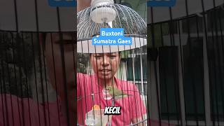 Download lagu Buxtoni sumatra guys.. #kicaumania #plecimaniaindonesia #plecibirdcompetition #plecicompetition #... mp3