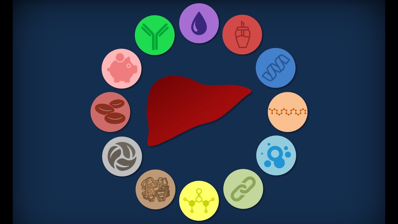 Apparato digerente 15: Fegato - Anatomia macroscopica