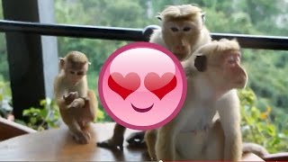 preview picture of video 'かわいい 猿の親子が遊びに来た　スリランカ　 Lovely monkey family Sriｌanka'