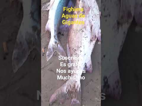 fighiera  aguas de grandes peces #pesca