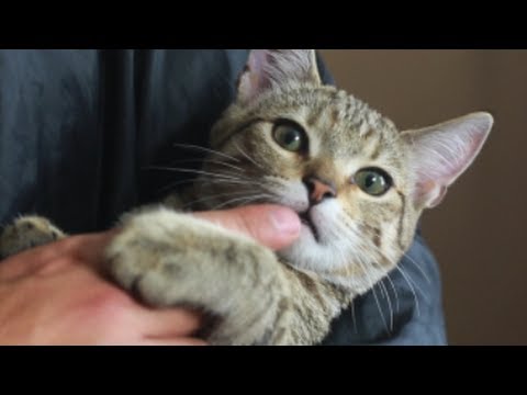 Cute Jedi Kitten Meowing