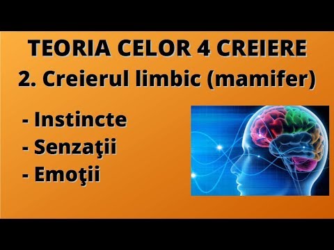 2. Creierul limbic (mamifer) - Instincte, senzații,  emoții