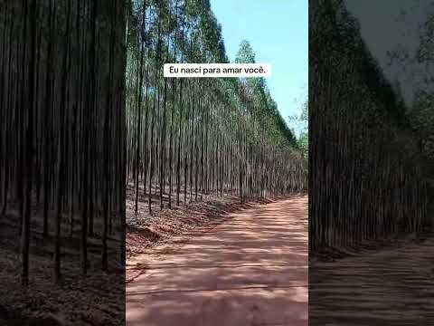 fazenda bem vinda Getulina São Paulo
